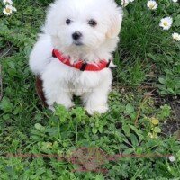 bonjour, Perle se porte très bien, faits ses besoins dehors. Mange très bien.
Voici quelques photos, Amicalement,
Maria Berges Bordeaux Perle chiot coton de tulear