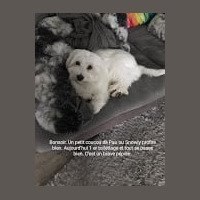 Un petit coucou de Pau ou Snowly profite bien. Aujourd hui premier toilettage et tout se passe bien. C'est un brave pépère Un petit coucou de Pau ou Snowly profite bien. Aujourd hui premier toilettage et tout se passe bien. C'est un brave pépère