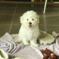 Bonjour Sybille, voici ci joint quelques photos du petit Billy qui se porte très bien et qui enchante notre quotidien !
Cordialement,Inès et Maguy