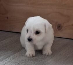 BB femelle coton de tulear disponible mi novembre 2024 prix 1400 euros BB femelle coton de tulear disponible mi novembre 2024 prix 1400 euros